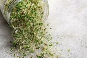 Microgreens grown in a jar. photo