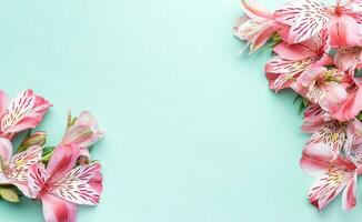 Beautiful Alstroemeria flowers on light green background photo