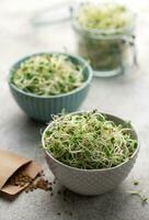 Microgreens grown in a jar. photo