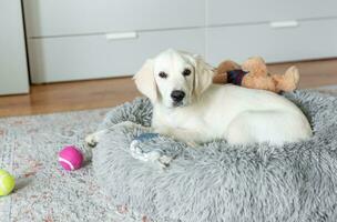 A puppy of a golden retriever is resting in a dog bed. photo