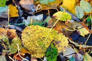 Background with leaves photo