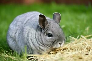 gris chinchilla animal en césped. generar ai foto