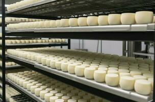 Fresh cheese heads on rack in factory. Generate Ai photo