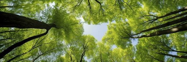 Looking up at the green tops of trees. AI Generated photo