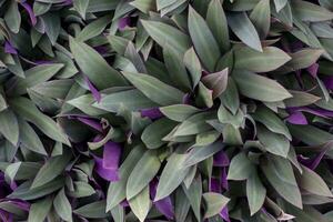 Top view of Tradescantia spathacea Swartz, Boat-lily or Oyster Lily in the garden is a Thai herb. photo