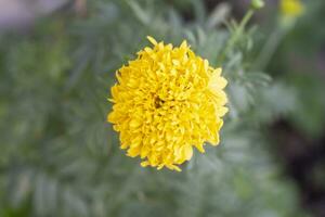 Top view of beautiful yellow marigold on blur nature background top view. photo