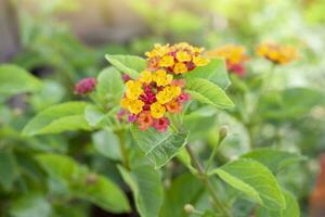 Colorful West Indian Lantana bloom with sunlight in the garden on blur nature background. Is a Thai herb. photo