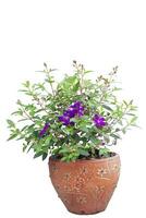 Purple flower of Malabar gooseberry, Malabar melastome or Indian rhododendron bloom in brown pot in the garden isolated on white background included clipping path. photo