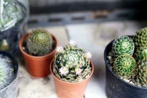 corona flor de amarillo Mammillaria schiedeana en rojo marrón ollas foto