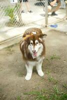 close up white brown color Alaskan Malamute fluffy fatty fur face with dog leash and scarf playing in dog park photo