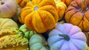 pile de l'automne citrouilles images. video