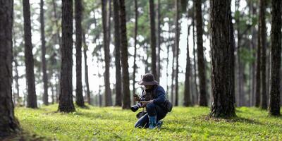 Biologist park ranger is identifying and recording species of the fallen pine cone in the evergreen conifer forest for native and invasive biodiversity plant organism and food security concept photo