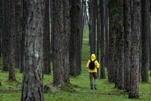 Traveller is trekking through the mountain with pine forest during summer with green grass cover in the lush highland for nature loving and wildlife exploration concept photo