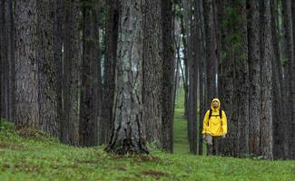 Traveller is trekking through the mountain with pine forest during summer with green grass cover in the lush highland for nature loving and wildlife exploration concept photo