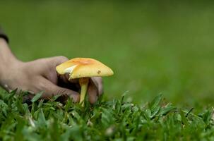 Hand picking Amanita Caesarea fungi or Caesar's mushroom during autumn for edible food foraging with copy space photo