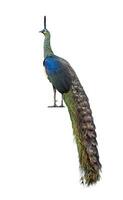 Green peafowl male or Indonesian fowl isolated on white background the national holy bird of Myanmar from side angle view with colorful vibrant feather photo