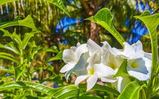 White tropical exotic flowers and flowering outdoor in Mexico. photo