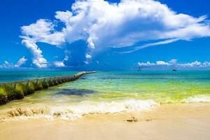 algas marinas sargazo red caribe playa agua playa del carmen México. foto