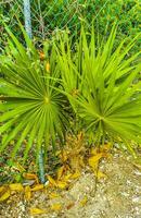 Tropical green exotic Caribbean Maya Chit palm palms rainforest Mexico. photo