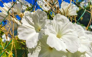 blanco tropical exótico flores y floración al aire libre en México. foto