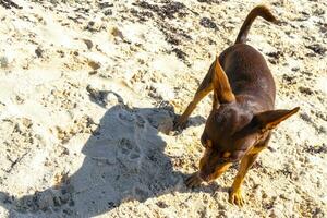 marrón lindo divertido perro jugar juguetón en la playa méxico. foto