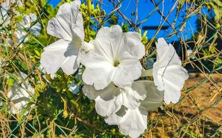 White tropical exotic flowers and flowering outdoor in Mexico. photo