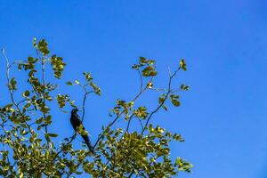 Great-tailed Grackle bird sits on plant tree nature Mexico. photo