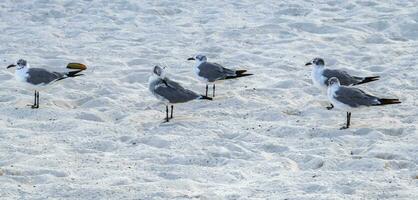 Seagull Seagulls walking on beach sand Playa del Carmen Mexico. photo