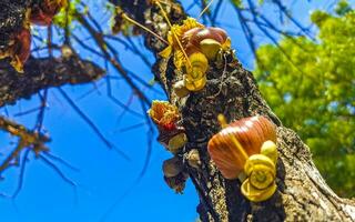 Tree with flower on trunk tropical in Puerto Escondido Mexico. photo