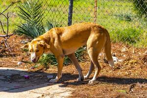 Stray dog Dogs behind the fence in Voula Greece. photo