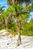 tropical verde exótico caribe maya vale palma palmas selva México. foto