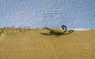 Black scorpion on the balcony terrace what should I do Mexico. photo