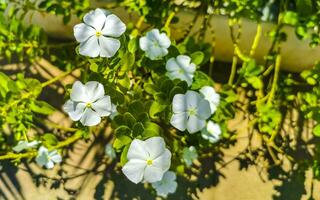 White tropical exotic flowers and flowering outdoor in Mexico. photo