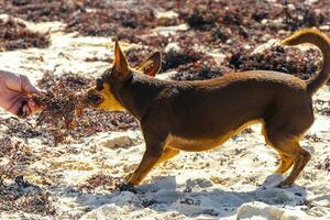 Brown cute funny dog play playful on the beach Mexico. photo