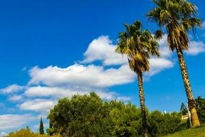 Palm trees bushes blue sky and clouds in Voula Greece. photo