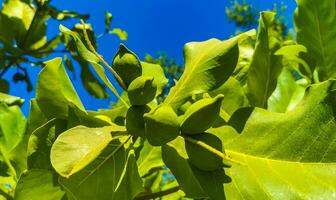 Nuts seeds on tropical tree Terminalia catappa sea almond Mexico. photo