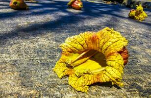 Tree with flower on trunk tropical in Puerto Escondido Mexico. photo