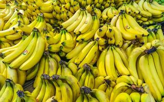 Playa del Carmen Quintana Roo Mexico 2023 Banana stand in supermarket in Playa del Carmen Mexico. photo