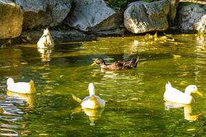 blanco patos Pato gansos nadando en verde parque estanque Grecia. foto