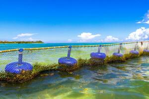 Seaweed Sargazo net caribbean beach water Playa del Carmen Mexico. photo