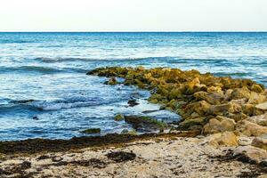 Stones rocks corals with seagrass in water on beach Mexico. photo