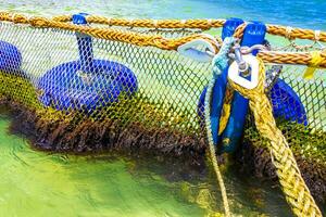 Seaweed Sargazo net caribbean beach water Playa del Carmen Mexico. photo