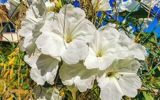 blanco tropical exótico flores y floración al aire libre en México. foto