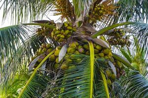 Tropical natural palm tree coconuts blue sky in Xcalacoco Mexico. photo