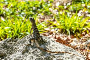 Iguana lizard gecko reptile on rock stone ground in Mexico. photo