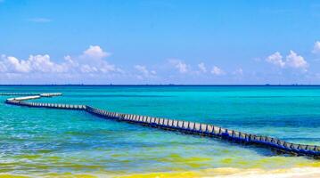 Seaweed Sargazo net caribbean beach water Playa del Carmen Mexico. photo