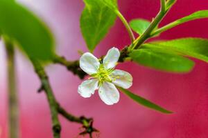 White and pink scented fresh apple tree pear tree flowers. photo