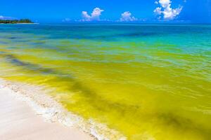 Tropical Caribbean beach clear turquoise water Playa del Carmen Mexico. photo