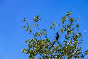 Great-tailed Grackle bird sits on plant tree nature Mexico. photo