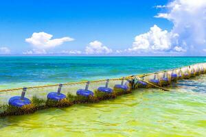 Seaweed Sargazo net caribbean beach water Playa del Carmen Mexico. photo